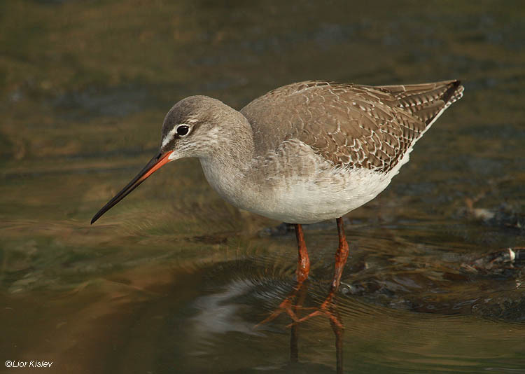     Spotted Redshank  Tringa erythropus  ,Jordan River 03-01-11  Lior Kislev